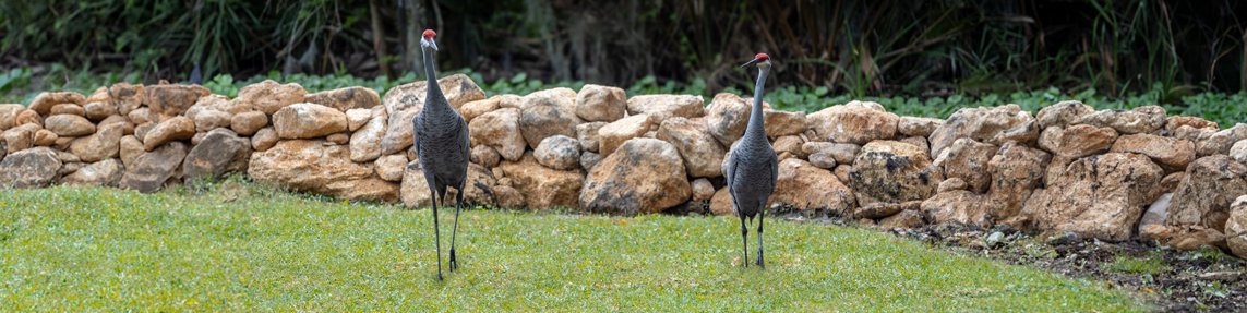 Exclusive Acrylic & Glass Photography Prints - Wildlife - The Photography Bar