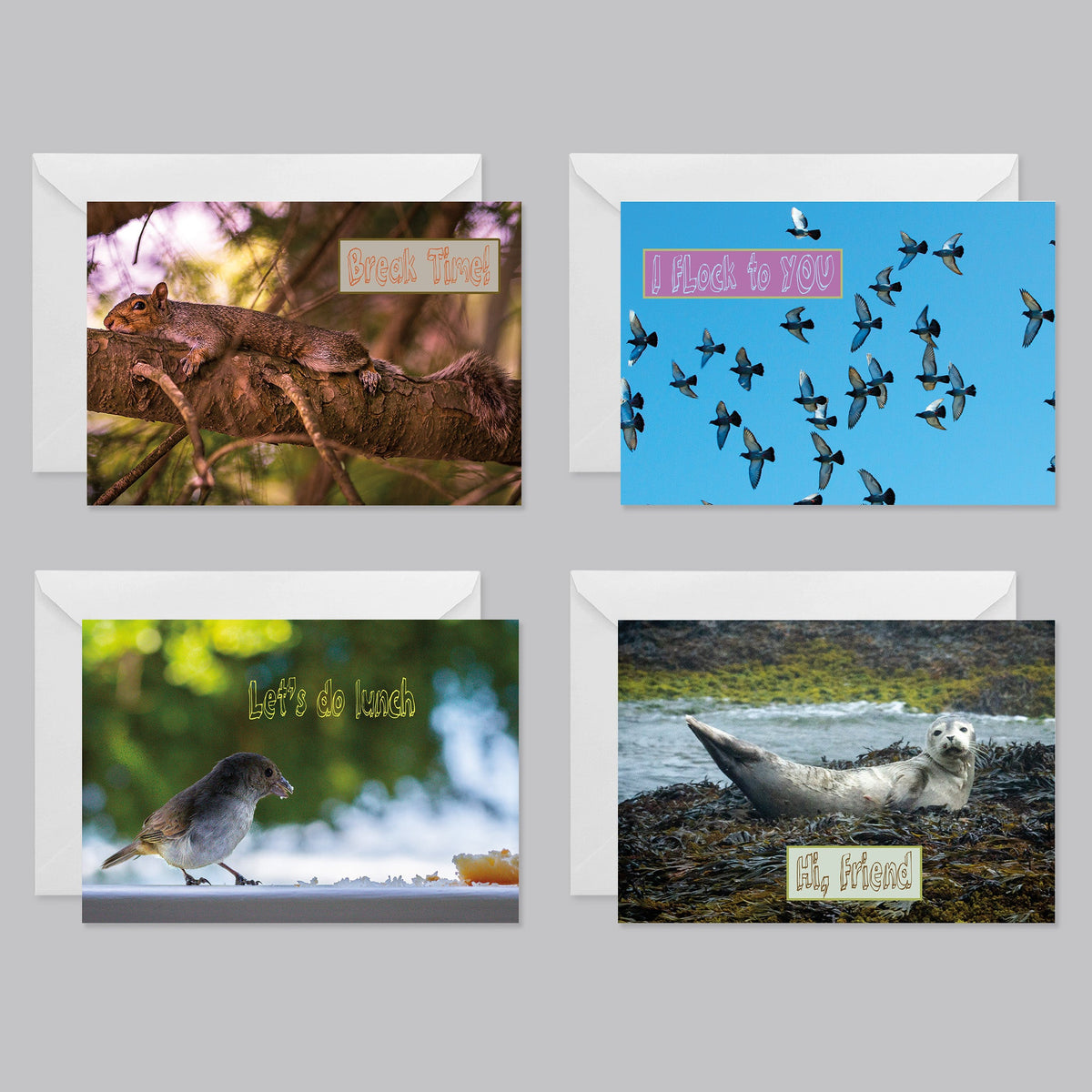 Animal Kingdom Greeting Card Set - The Photography Bar