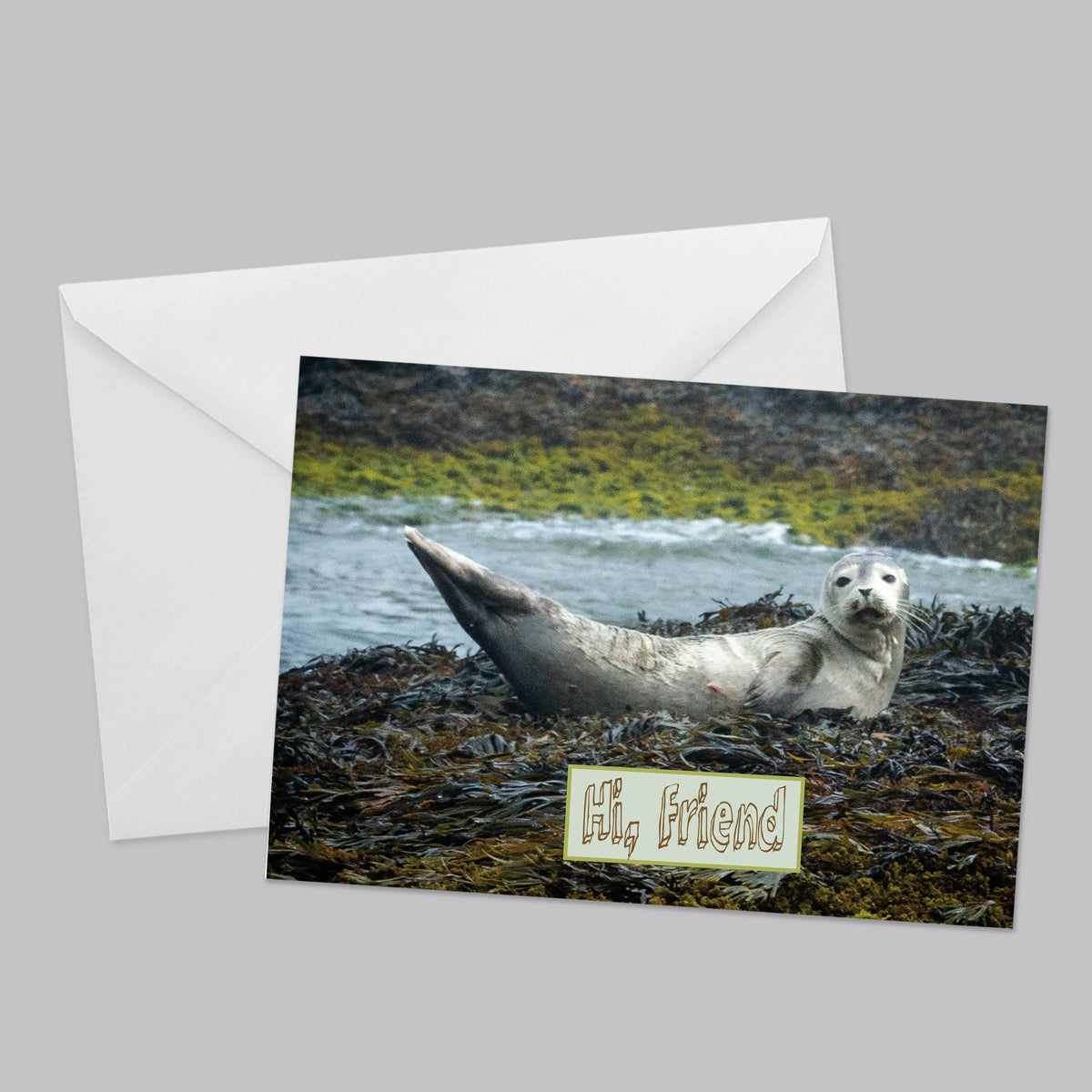 Animal Kingdom Greeting Card Set - The Photography Bar