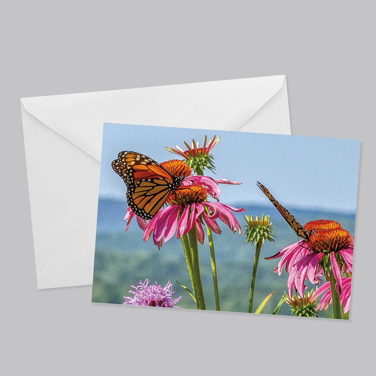 Birds and Butterfly Greeting Card Set - The Photography Bar