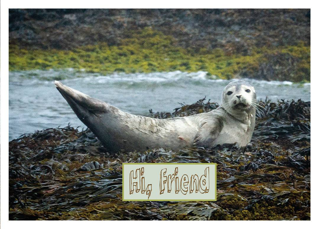 Comforting Creatures Postcard Set - The Photography Bar