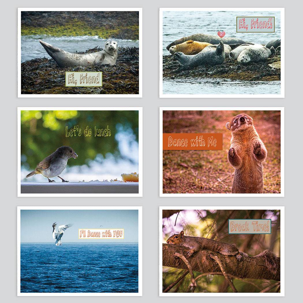 Comforting Creatures Postcard Set - The Photography Bar