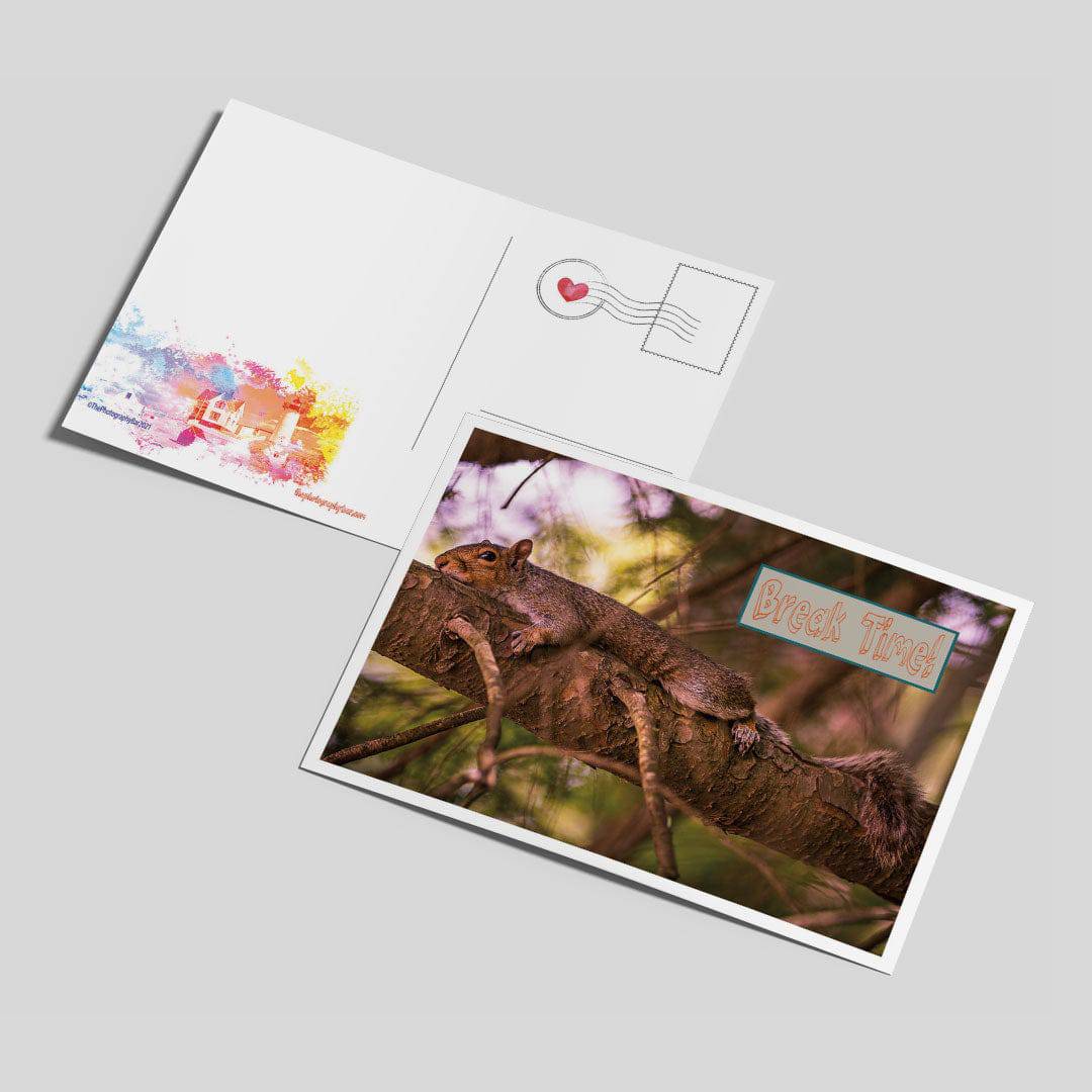 Comforting Creatures Postcard Set - The Photography Bar