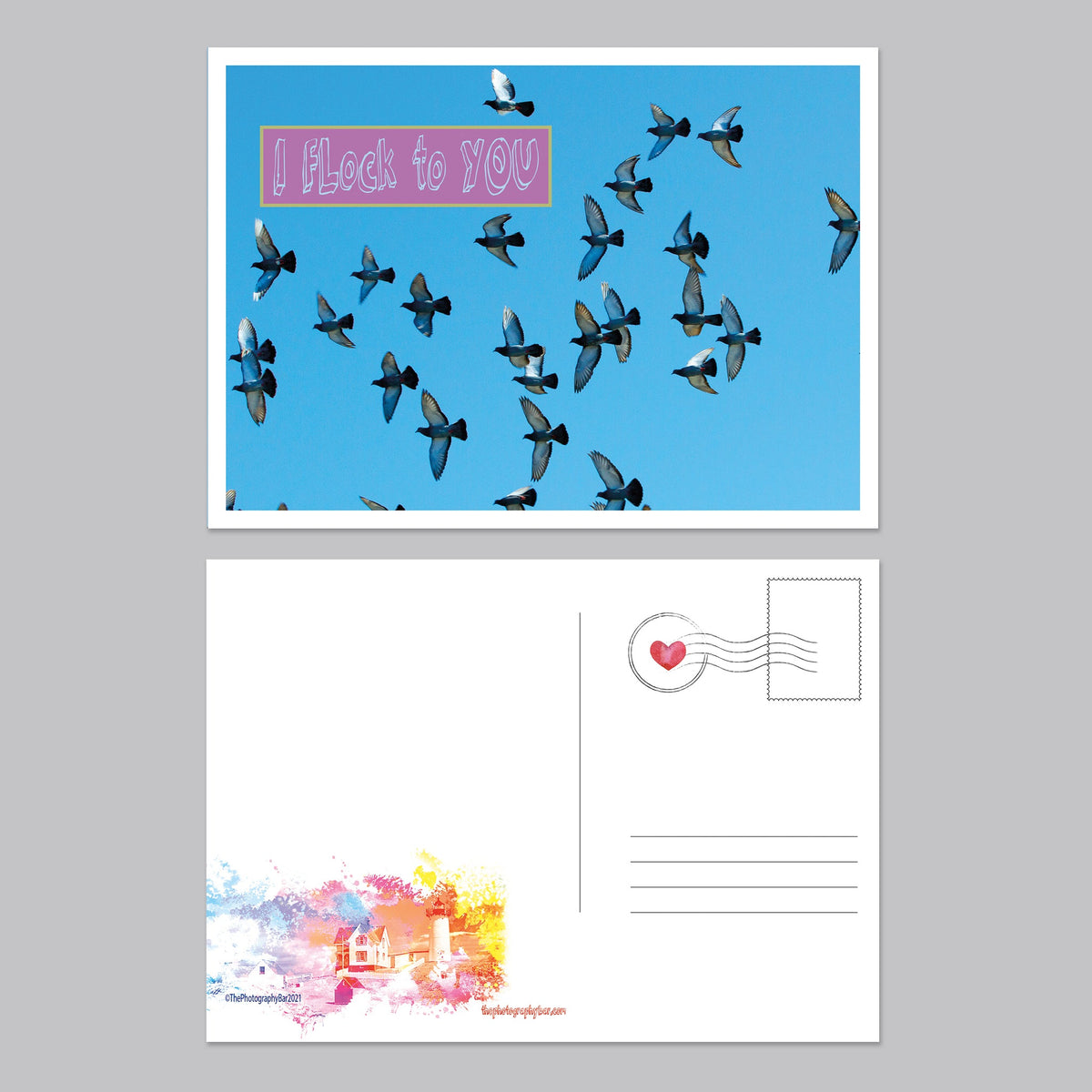 Feathered Friends Postcard Set - The Photography Bar