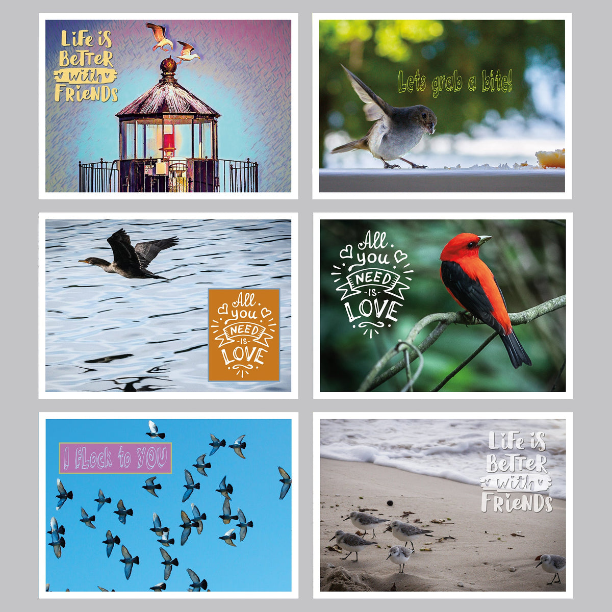 Feathered Friends Postcard Set - The Photography Bar