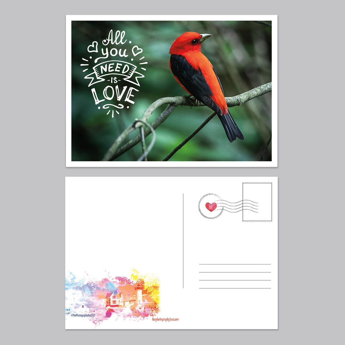 Feathered Friends Postcard Set - The Photography Bar