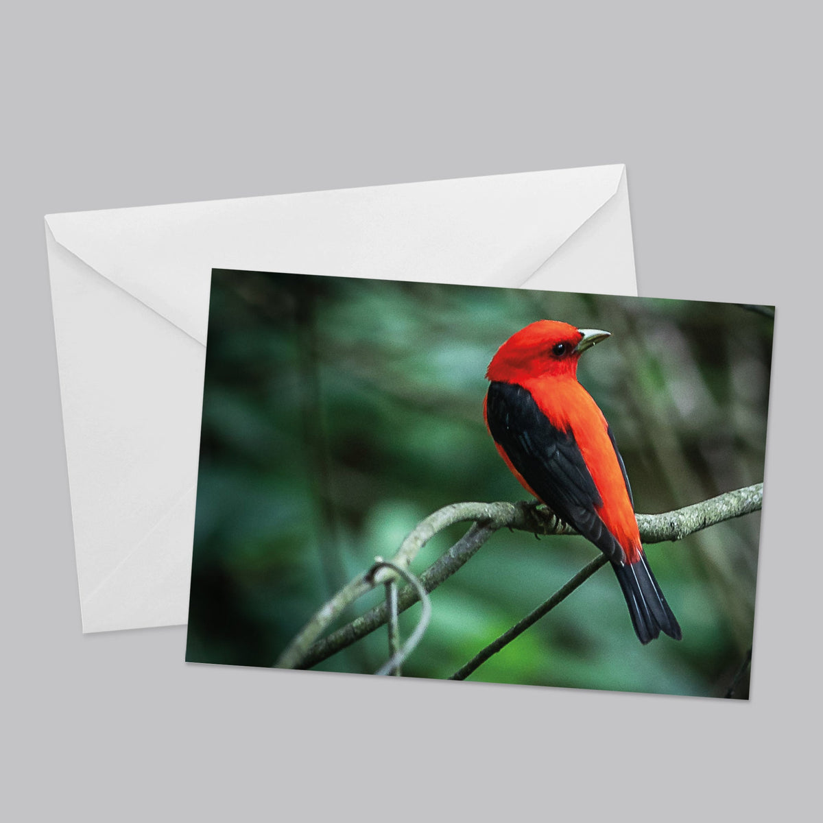 Flora and Fauna Greeting Card Set - The Photography Bar